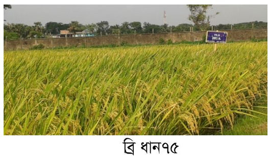 ব্রি ধান ৭৫ (টিএসএল) | আমন ধান বীজ-সিনজেন্টা