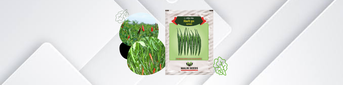 chili seed - malik seeds - manik seed - halal agro - shop cover photo