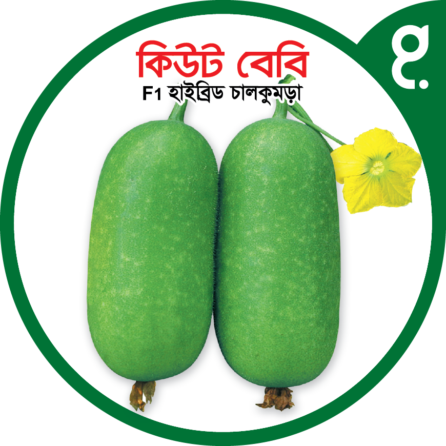 কিউট বেবি এফ১-হাইব্রিড চালকুমড়া বীজ|বীজপাতা|Cute baby F1-Pumpkin Seed|Bizpata