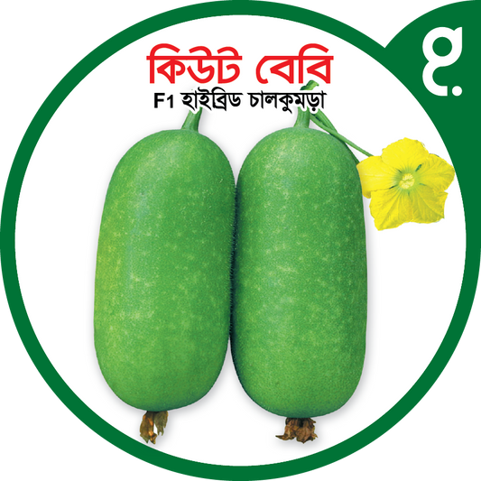 কিউট বেবি এফ১-হাইব্রিড চালকুমড়া বীজ|বীজপাতা|Cute baby F1-Pumpkin Seed|Bizpata