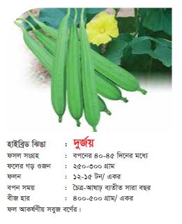 হাইব্রিড ঝিঙা-দূর্জয়।এ সি আই সীড।Hybrid Ridge Gourd-Durjoy।ACI Seed