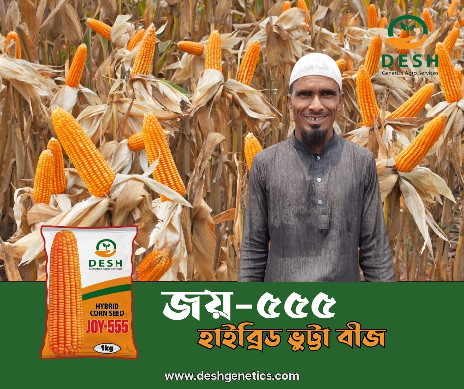হাইব্রিড ভূট্টা- জয়-৫৫৫।জেনেটিক্স এগ্রো।Hybrid Maize-Joy 555।Genetics Agro