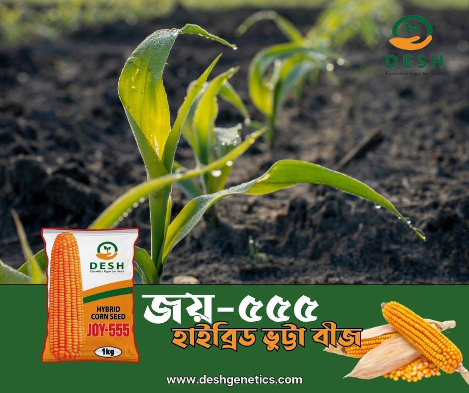 হাইব্রিড ভূট্টা- জয়-৫৫৫।জেনেটিক্স এগ্রো।Hybrid Maize-Joy 555।Genetics Agro