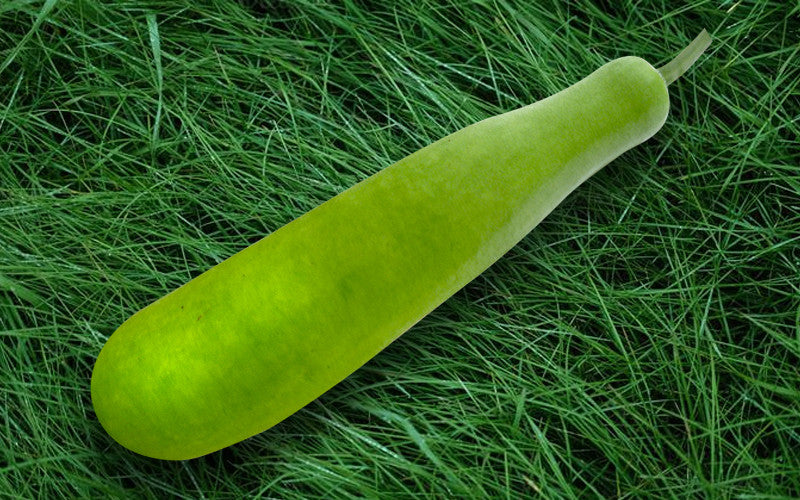 ওপি লাউ বীজ-বারি|লালতীর|OP Bottle Groud Seed-Bari|Lal Teer