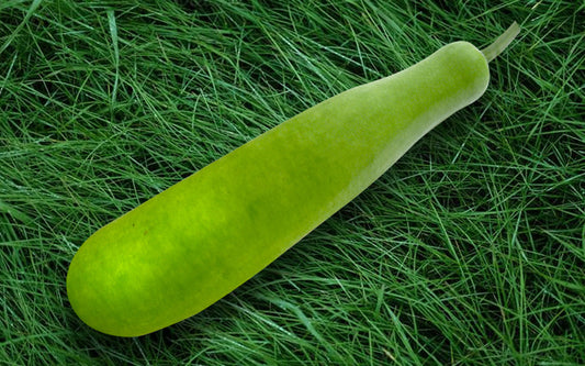 ওপি লাউ বীজ-বারি|লালতীর|OP Bottle Groud Seed-Bari|Lal Teer