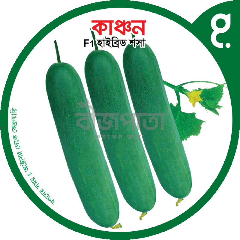 কাঞ্চন-হাইব্রিড শসা বীজ|বীজপাতা|Kanchan-Cucumber Seed|Bizpata