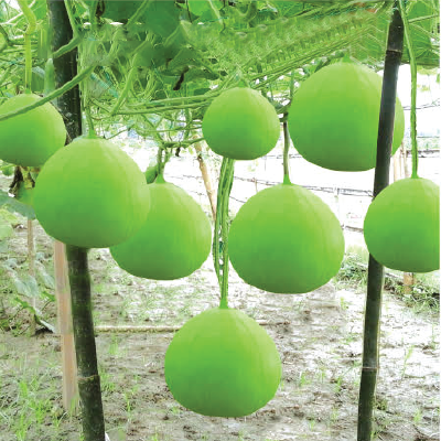 হাইব্রিড লাউ-বেলী । ইউনাইটেড সীডস। Hybrid cucurbite-Beli