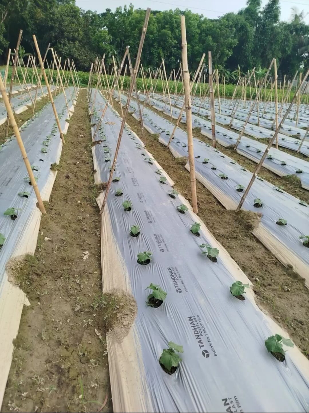 mulching_sheet_tandhan_2