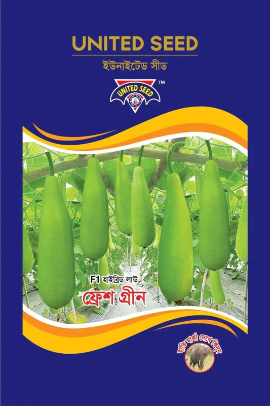 হাইব্রিড লাউ- ফ্রেশ গ্রীন। ইউনাইটেড সীডস। Hybrid cucurbite-Fresh green