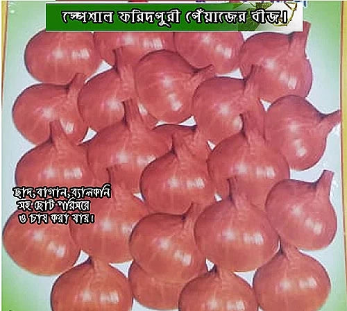 স্পেশাল  পিঁয়াজ বীজ ফরিদপুরী