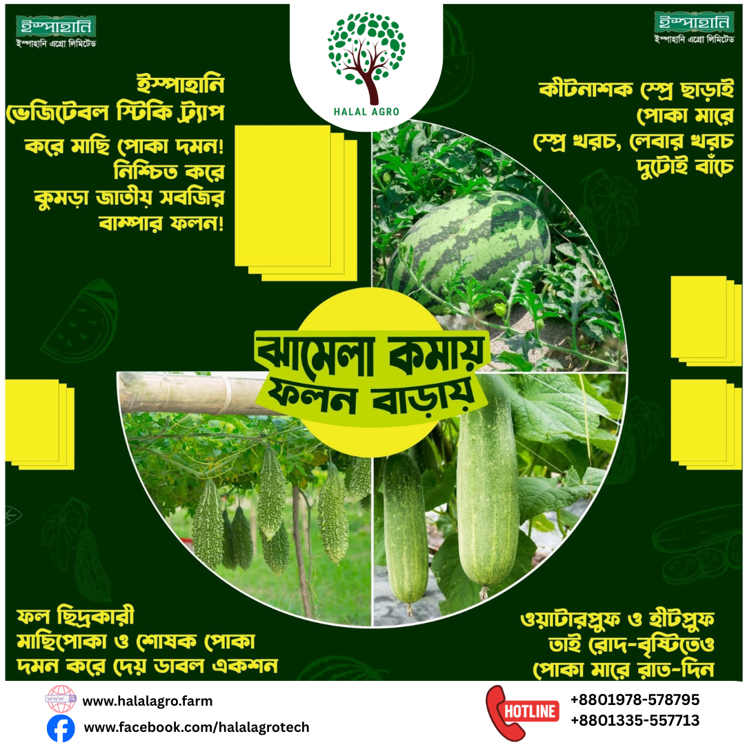 স্টিকি ট্রাপ- সবজী|ইস্পাহানি এগ্রো|Yellow Sticky Trap-Vagetable|Ispahani Agro