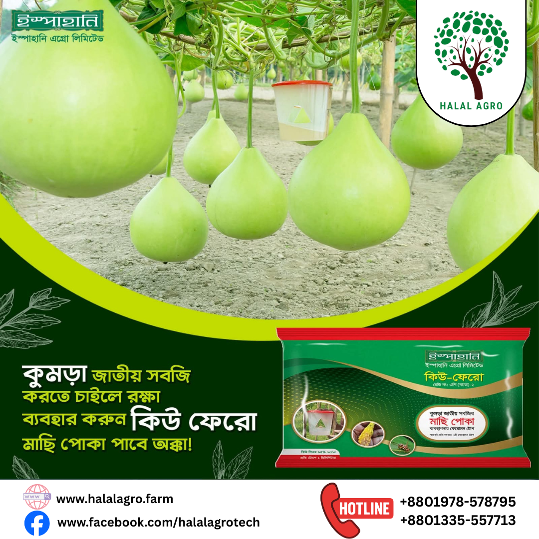 কিউ-ফেরো-ফেরোমন টোপ|সবজি তাবিজ|ইস্পাহানি এগ্রো|Q-Phero-Pheromone Trap|Ispahani Agro