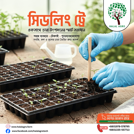 ইস্পাহানি সিডলিং ট্রে