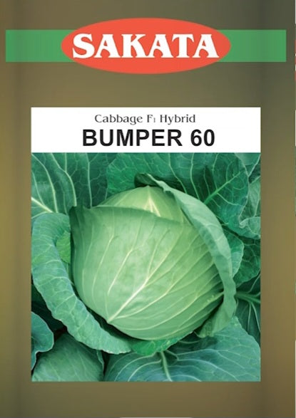 হাইব্রিড বাঁধাকপি- বাম্পার ৬০ (Bumper 60)।মালিক সীডস
