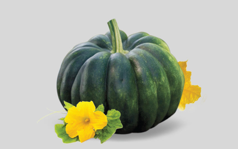 হাইব্রিড মিষ্টিকুমড়া বীজ-সুইটি|লালতীর|Hybrid Pumpkin Seed Sweety|Lal Teer