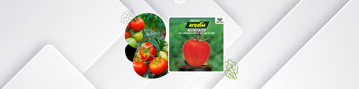 tometo seed - malik seeds - manik seed - halal agro - shop cover photo