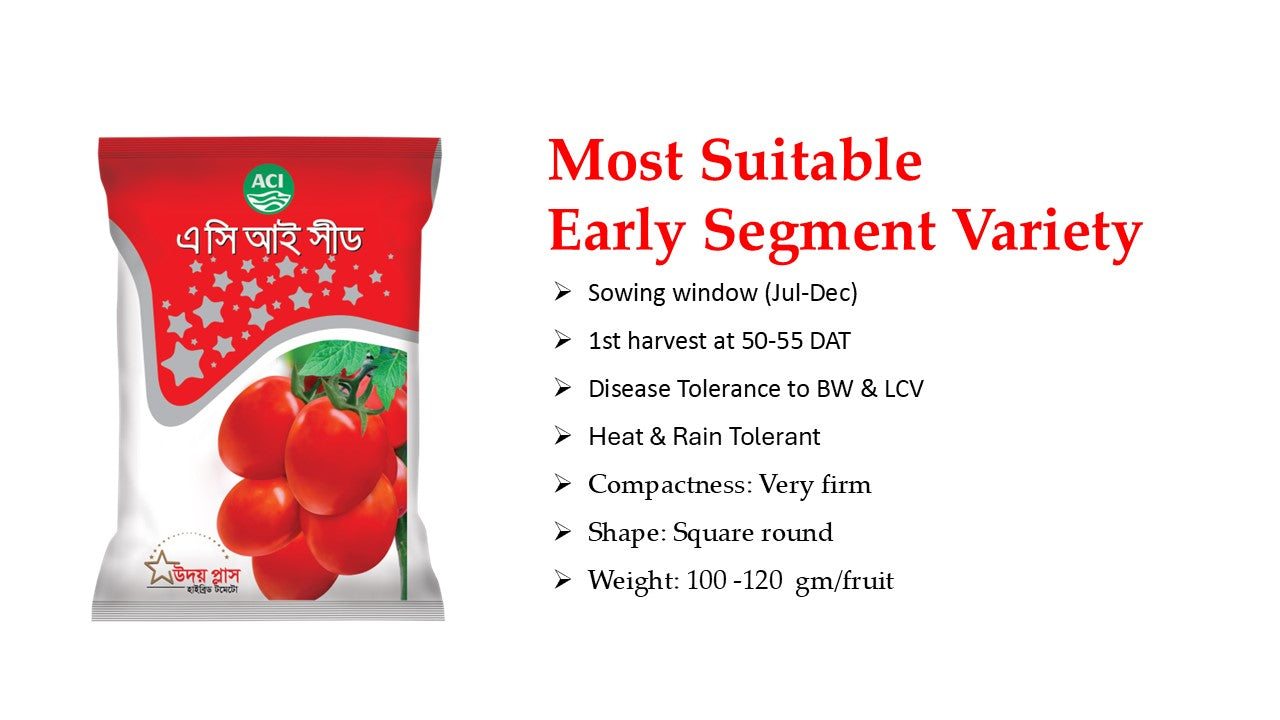 হাইব্রিড টমেটো - উদয়।এ সি আই সীড।Hybrid Tomato-Udoy।ACI Seed