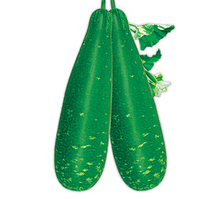 হাইব্রীড লাউ বীজ-তাসফি|লালতীর|Hybrid Bottle Groud Seed-Tafshi|Lal Teer