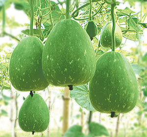 আরোশ হাইব্রিড লাউ - হালাল এগ্রো ফার্ম - Arosh Bottle Gourd Seed - Halal Agro Farm