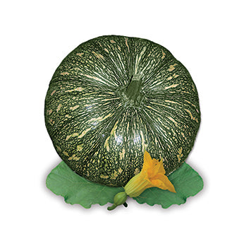 বারোমাসী মিস্টি কুমড়া - হালাল এগ্রো ফার্ম - Baromashi sweet pumpkin Seed - Halal Agro Farm