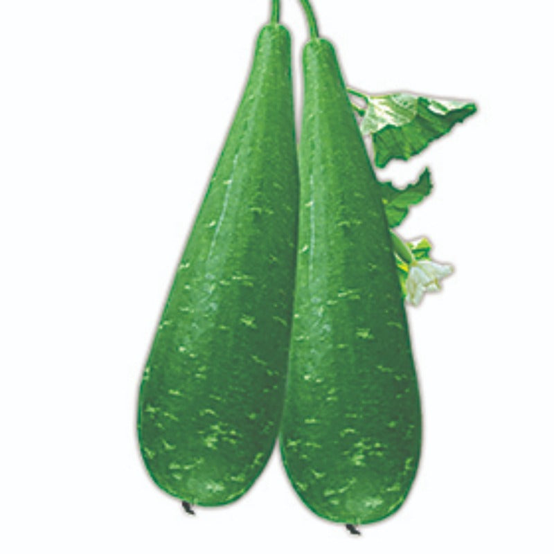 বর্ষা হাইব্রিড লাউ- হালাল এগ্রো ফার্ম - Barsha Bottle Gourd Seed - Halal Agro Farm
