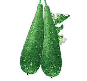 বর্ষা হাইব্রিড লাউ- হালাল এগ্রো ফার্ম - Barsha Bottle Gourd Seed - Halal Agro Farm