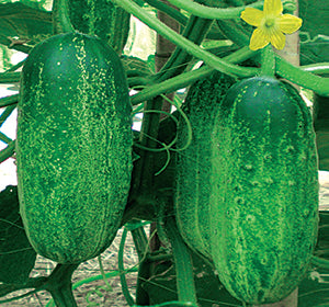 সেঞ্চুরি হাইব্রিড শসা - হালাল এগ্রো ফার্ম - Century Hybrid Cucumber Seed - Halal Agro Farm