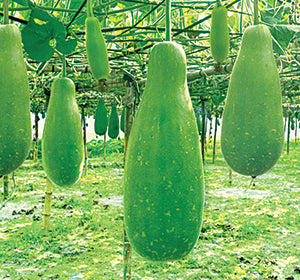 ডায়ানা হাইব্রিড লাউ - হালাল এগ্রো ফার্ম - Diana Bottle Gourd Seed - Halal Agro Farm