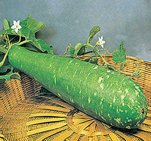 মারটিনা হাইব্রিড লাউ - হালাল এগ্রো ফার্ম - Martina Super Bottle Gourd Seed - Halal Agro Farm