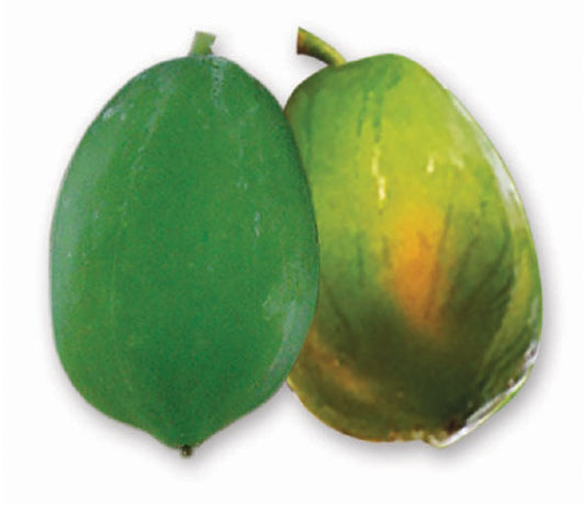 বাবু হাইব্রিড পেঁপে- হালাল এগ্রো ফার্ম - Babu Hybrid papaya Seed - Halal Agro Farm
