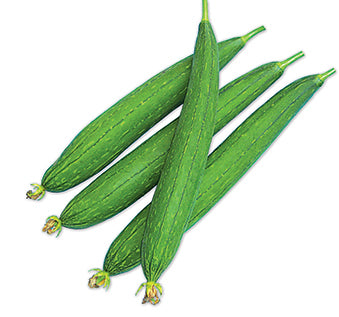 ফোরলান ১০ হাইব্রিড ধুন্দুল - হালাল এগ্রো ফার্ম - Forlan Sponge Gourd Seed - Halal Agro Farm