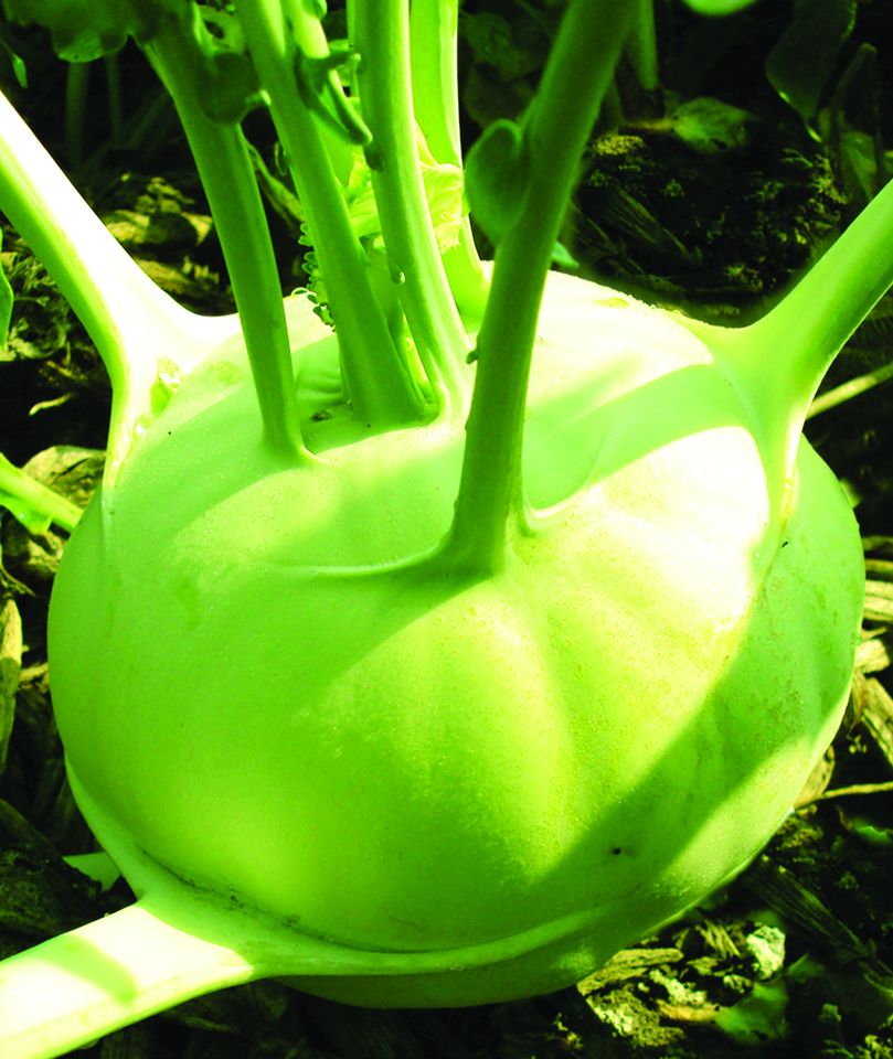 হাইব্রিড ওলকপি- চ্যালেঞ্জার (Challenger)।মালিক সীডস