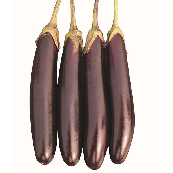 হাইব্রিড বেগুন-ললিতা।এ আর মালিক সীডস।Hybrid Brinjal-Lalita Seed ।AR Malik Seeds