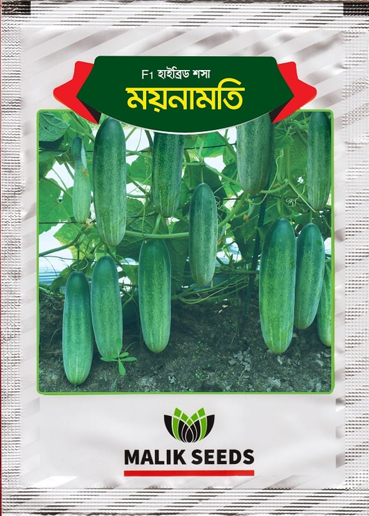 হাইব্রিড শসা- ময়নামতি