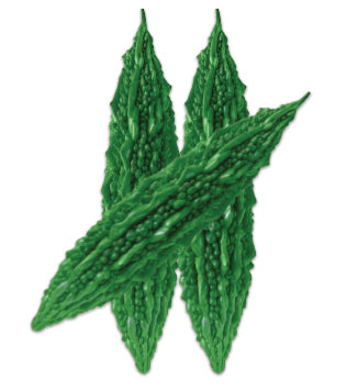 তাজ ৮৮|ওপি করলা বীজ|লাল তীর|Taj 88|Hybrid Bitter Groud|Lal Teer